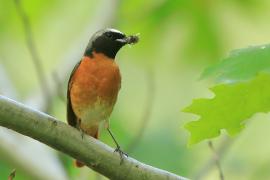 Pleszka - Phoenicurus phoenicurus - Common Redstart