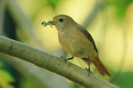 Pleszka - Phoenicurus phoenicurus - Common Redstart