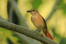 Pleszka - Phoenicurus phoenicurus - Common Redstart