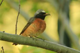 Pleszka - Phoenicurus phoenicurus - Common Redstart