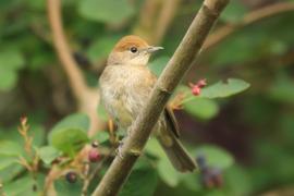 Kapturka - Sylvia atricapilla - Eurasian Blackcap
