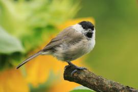 Sikora uboga - Poecile palustris - Marsh Tit