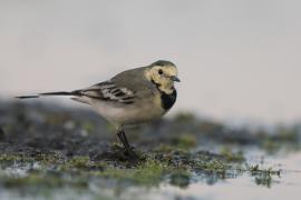 Pliszka siwa - Motacilla alba - White Wagtail