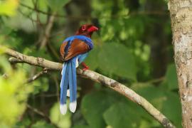 Kitta ozdobna - Urocissa ornata - Sri Lanka Blue Magpie