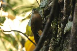 Sójkowiec szaroczelny - Garrulax cinereifrons - Ashy-headed Laughingthrush