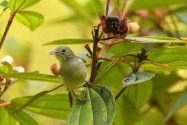 Kwiatówka jasnodzioba - Dicaeum erythrorhynchos - Pale-billed Flowerpecker