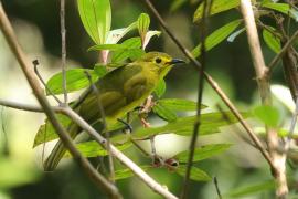 Szczeciak złotolicy - Acritillas indica - Yellow-browed Bulbul