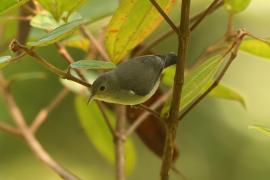 Kwiatówka jasnodzioba - Dicaeum erythrorhynchos - Pale-billed Flowerpecker