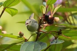 Kwiatówka jasnodzioba - Dicaeum erythrorhynchos - Pale-billed Flowerpecker