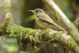 Muchołówka białogardła - Muscicapa muttui - Brown-breasted Flycatcher