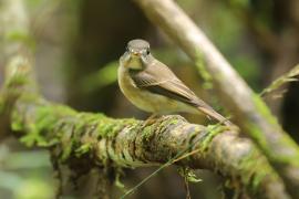 Muchołówka białogardła - Muscicapa muttui - Brown-breasted Flycatcher