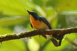 Niltawa trójbarwna - Cyornis tickelliae - Tickell's Blue Flycatcher
