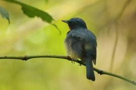 Niltawa trójbarwna - Cyornis tickelliae - Tickell's Blue Flycatcher