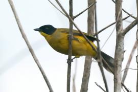 Bilbil czarnoczuby - Pycnonotus melanicterus - Black-capped Bulbul