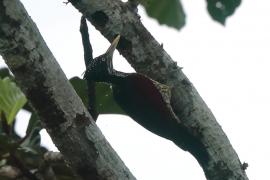 Sułtan szkarłatny - Chrysocolaptes stricklandi - Crimson-backed Flameback