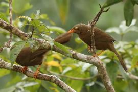Dżunglotymal cejloński - Turdoides rufescens - Orange-billed Babble