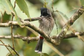 Bilbil czerwonoplamy - Pycnonotus cafer - Red-vented Bulbul