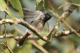 Bilbil czerwonoplamy - Pycnonotus cafer - Red-vented Bulbul