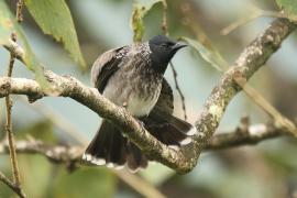 Bilbil czerwonoplamy - Pycnonotus cafer - Red-vented Bulbul