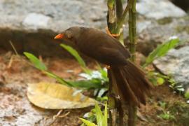 Dżunglotymal cejloński - Turdoides rufescens - Orange-billed Babble