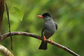 Szczeciak równosterny - Hypsipetes ganeesa - Square-tailed Bulbul