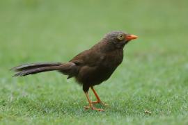 Dżunglotymal cejloński - Turdoides rufescens - Orange-billed Babble