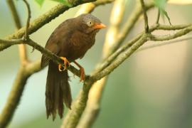 Dżunglotymal cejloński - Turdoides rufescens - Orange-billed Babble