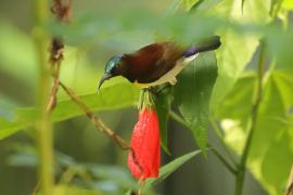 Nektarnik żółtobrzuchy - Leptocoma zeylonica - Purple-rumped Sunbird