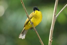 Bilbil czarnoczuby - Pycnonotus melanicterus - Black-capped Bulbul