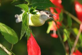 Nektarnik żółtobrzuchy - Leptocoma zeylonica - Purple-rumped Sunbird