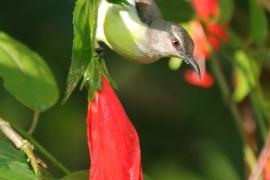 Nektarnik żółtobrzuchy - Leptocoma zeylonica - Purple-rumped Sunbird