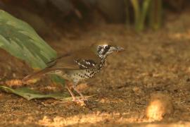 Drozdaczek plamoskrzydły - Geokichla spiloptera - Spot-winged Thrush