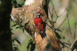Sułtanik żółtogrzbiety - Dinopium benghalense - Black-rumped Flameback