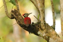 Sułtanik żółtogrzbiety - Dinopium benghalense - Black-rumped Flameback