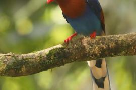 Kitta ozdobna - Urocissa ornata - Sri Lanka Blue Magpie