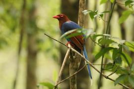 Kitta ozdobna - Urocissa ornata - Sri Lanka Blue Magpie
