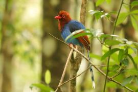 Kitta ozdobna - Urocissa ornata - Sri Lanka Blue Magpie