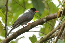 Szczeciak równosterny - Hypsipetes ganeesa - Square-tailed Bulbul