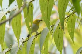 Szlarnik indyjski - Zosterops palpebrosus - Indian White-eye