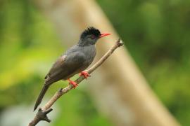 Szczeciak równosterny - Hypsipetes ganeesa - Square-tailed Bulbul