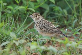 Skowroniec indyjski - Mirafra affinis - Jerdon's Lark