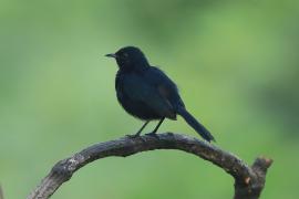 Opocznik - Saxicoloides fulicatus - Indian Robin