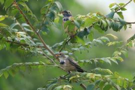 Pasterz - Sturnus roseus - Rosy Starling