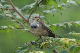 Pasterz - Sturnus roseus - Rosy Starling