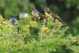 Dymówka - Hirundo rustica - Barn Swallow