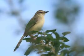Prinia płowa - Prinia inornata - Plain Prinia