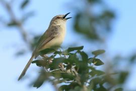 Prinia płowa - Prinia inornata - Plain Prinia