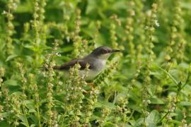 Prinia śniada - Prinia hodgsonii - Grey-breasted Prinia