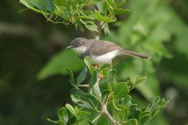 Prinia śniada - Prinia hodgsonii - Grey-breasted Prinia