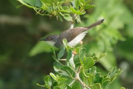 Prinia śniada - Prinia hodgsonii - Grey-breasted Prinia
